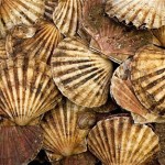 Rye Bay Scallop catch…